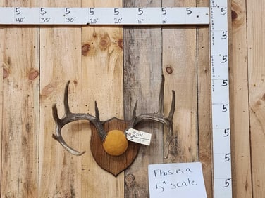 Big Wild 6x5 Whitetail Antlers On Plaque