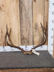 5x5 Mule Deer Antlers On Skull Plate