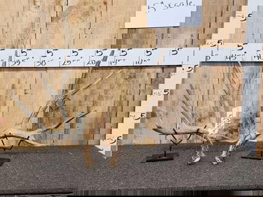 4x4 Mule Deer Shed Antlers