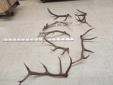 39 Lbs Of Elk A Grade Elk Antler