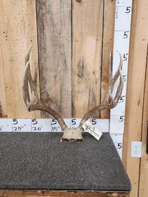 4x4 Mule Deer Antlers On Skull Plate