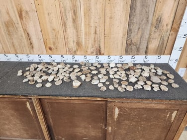 18.3 Lbs Of Whitetail Antler Burrs