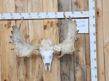 36" Moose Antlers On Skull