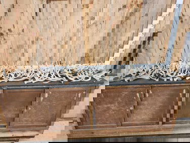 39.5 Lbs Of Whitetail Shed Antlers