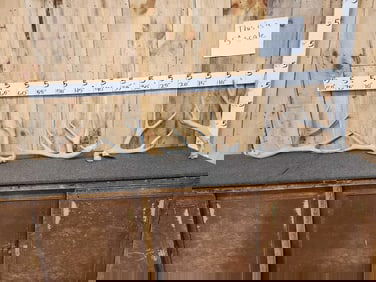 9.2 Lbs Of Mule Deer Shed Antlers