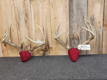 2 Sets Of Whitetail Antlers On Plaques