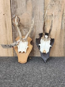 2 Roe Deer Skulls On Plaques