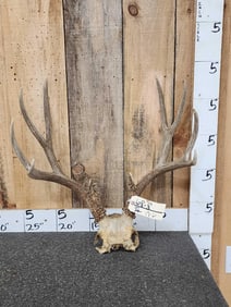 5x5 Mule Deer Antlers On Skull Plate