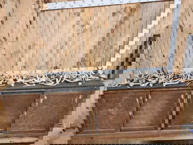 34 Lbs Of Whitetail Shed Antlers