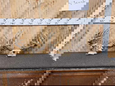 4 Sets Of Whitetail Antlers On Skull Plate