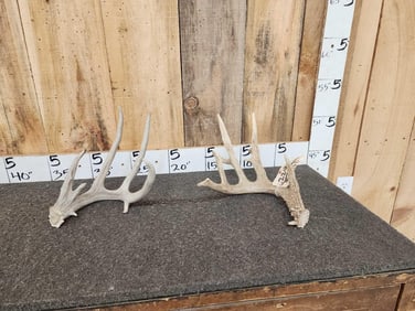 2 Single Whitetail Shed Antlers