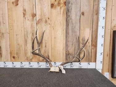 5x5 Mule Deer Antlers On Skull Plate