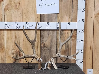 4x5 Mule Deer Shed Antlers