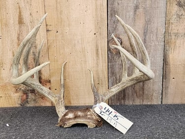 151 3/8" Whitetail Antlers On Skull Plate