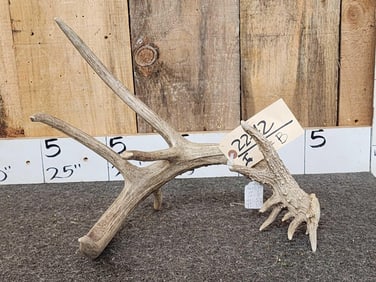 91 3/8" Texas Whitetail Shed Antler