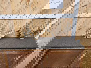 4 Sets Of Whitetail Antlers On Skull Plate