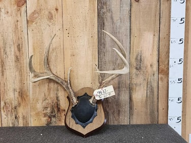 BIG 151 4/8" 4x4 Whitetail Antlers On Plaque