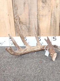 72 7/8" Wild Iowa Whitetail Shed Antler