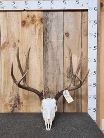 180 Class Mule Deer Antlers On Skull