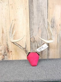 145" 5x5 Whitetail Antlers On Plaque
