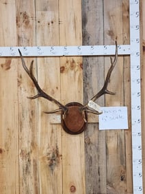 5x5 Elk Antlers On Plaque