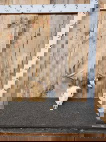 160" 5x5 Wild Whitetail Antlers On Skull