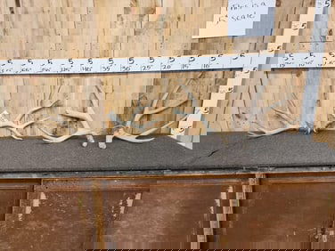 2 Sets Of Mule Deer Shed Antlers