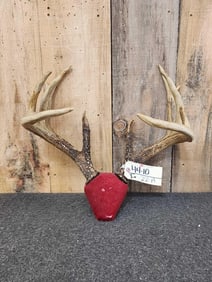157 3/8" 5x5 Whitetail Antlers On Plaque