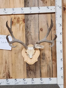 5x5 Mule Deer Antlers On Display Pedestal