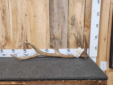 3.2 Lbs Elk Shed Antler