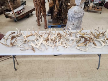 37 Lbs Of Whitetail Shed Antlers