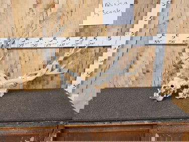 2 Mule Deer Locked In Combat !