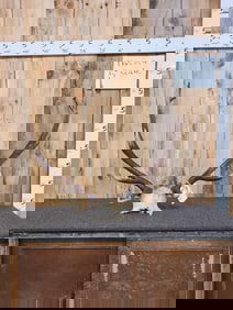 6x6 Elk Antlers On Skull Plate