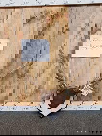 4x5 Elk Antlers On Plaque