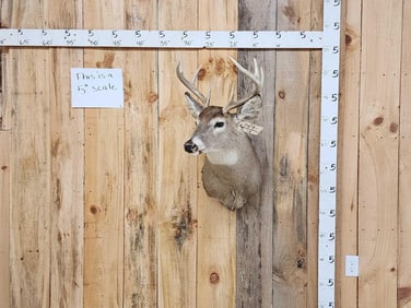 4x4 Whitetail Shoulder Mount Taxidermy