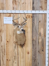 5x5 Whitetail Shoulder Mount Taxidermy