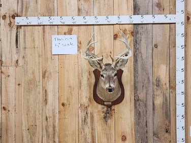 5x5 Whitetail Shoulder Mount Taxidermy
