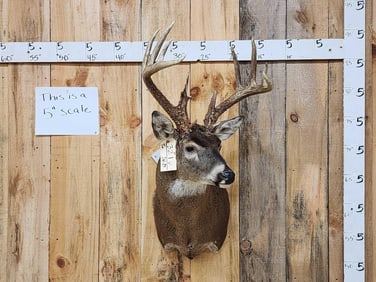 5x5 Whitetail Shoulder Mount Taxidermy