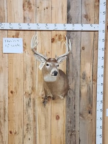 Main Frame 4x4 Whitetail Shoulder Mount Taxidermy
