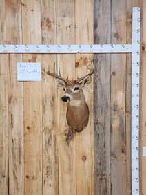 4x5 Whitetail Shoulder Mount Taxidermy