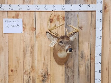 5x5 Whitetail Shoulder Mount Taxidermy