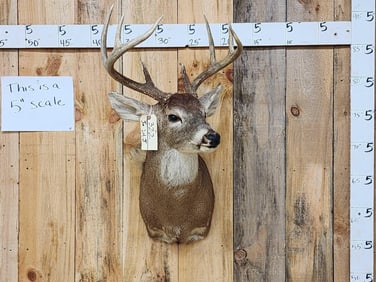 4x4 Whitetail Shoulder Mount Taxidermy