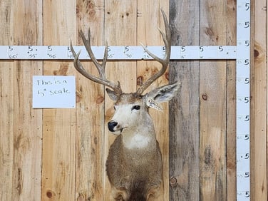 6x5 Mule Deer Shoulder Mount Taxidermy