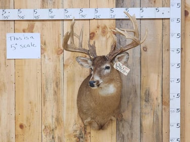 Big Whitetail Shoulder Mount Taxidermy
