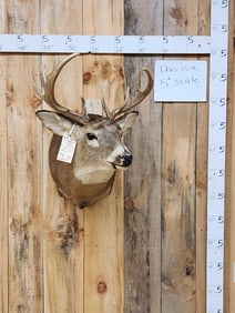 14 Point Nontypical Whitetail Shoulder Mount Taxidermy