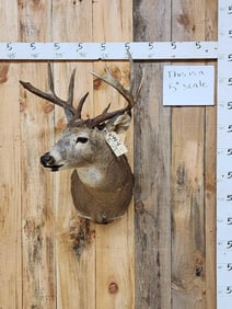 4x5 Whitetail Shoulder Mount Taxidermy