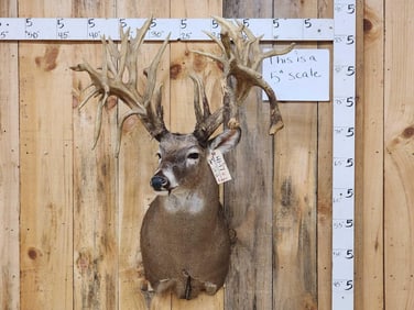Giant Reproduction Whitetail Shoulder Mount Taxidermy