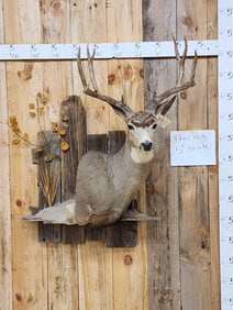 5x5 Mule Deer Shoulder Mount Taxidermy