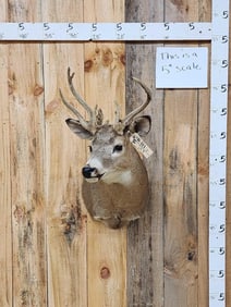 Freak Nontypical Whitetail Shoulder Mount Taxidermy