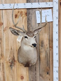 3x5 Mule Deer Shoulder Mount Taxidermy